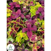 Kolyos Yaprak Güzeli Çiçeği 1 Adet 10-20 cm Saksılı thumbnail 3