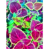 Alaca Bordo Renk Yaprak Güzeli Çiçeği 1 Adet 10-20 cm - 1