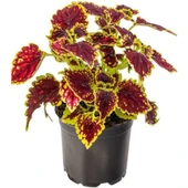 Balkon Çiçeği Kolyos Yaprak Güzeli Çiçeği 1 Adet Saksılı thumbnail 1