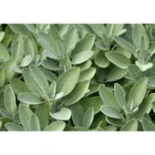 Salvia Officinalis Adaçayı Fidanı Fidesi Tüplü 1 Adet 15-25 cm thumbnail 2