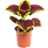 Yaprağı Güzel Kolyos Çiçeği Fidanı Flower With Beautiful Leaves 10-20 cm thumbnail 3