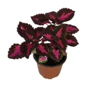 Yaprağı Güzel Kolyos Çiçeği Fidanı Flower With Beautiful Leaves 10-20 cm thumbnail 2