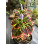 Kolyos Yaprak Güzeli Çiçeği 1 Adet 10-20 cm Saksılı thumbnail 1