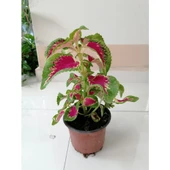 Kolyos Yaprak Güzeli Çiçeği Saksıda 10-20 cm thumbnail 1