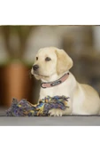 Renkli Çiçekler Köpek Tasmaları Deri Köpek Tasması - 4