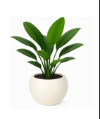 Omnipazar SO-KURS1 Dekoratif Modern Yuvarlak Küre Saksı 7.5 litre No 1 - 2