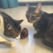 Kurmalı Kedi Eğitim Oyuncağı Tüylü Peluş Fare Yakalama İnteraktif Sevimli Eğlenceli Oyuncak (4401) - 5