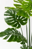 Güleç Yapay Çiçek Yapay DeveTabanı(Monstera) Ağacı 180 Cm thumbnail 3