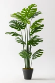 Güleç Yapay Çiçek Yapay DeveTabanı(Monstera) Ağacı 180 Cm thumbnail 1