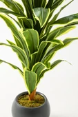 Yapay Dracaena Fragrans 100 Cm thumbnail 3