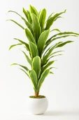 Yapay Dracaena Fragrans 100 Cm thumbnail 4