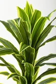 Yapay Dracaena Fragrans 100 Cm thumbnail 8