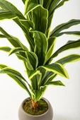 Yapay Dracaena Fragrans 100 Cm thumbnail 9