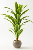 Yapay Dracaena Fragrans 100 Cm thumbnail 7
