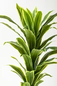 Güleç Yapay Çiçek Yapay Dracaena Fragrans Ağacı 100 Cm Beyaz Küre Saksı thumbnail 2