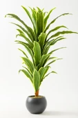Yapay Dracaena Fragrans 100 Cm thumbnail 1