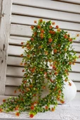 Yapay Renkli Sarmaşık 75 Cm 5 Dal - 7