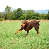 Chuckit! Ultra Ball Dayanıklı Köpek Oyun Topu Large 7,5 Cm - 3
