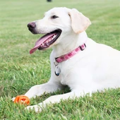 Chuckit! Air Ball  Köpek Oyun Topu Orta Boy 6,5 Cm - 3