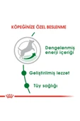 Royal Canin Mini Adult Küçük Irklar Için Yetişkin Kuru Köpek Maması 4kg - 7