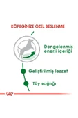 Royal Canin Küçük Irklar Için Yetişkin Kuru Köpek Maması 2kg - 7