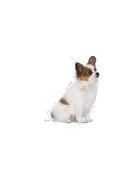 Royal Canin Xsmall Puppy Çok Küçük Irklar Için Yavru Kuru Köpek Maması 3kg - 3