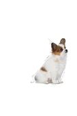 Royal Canin Xsmall Puppy Çok Küçük Irklar Için Yavru Kuru Köpek Maması 1.5kg - 2