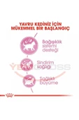 Royal Canin Yavru Kediler Için Kuru Kedi Maması 10kg - 5
