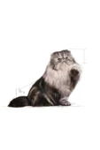 Royal Canin İran Kedisi Için Kuru Kedi Maması 2kg - 3