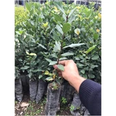 Defne Fidanı 20-40 cm thumbnail 2