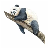 Uyuyan Panda Sticker thumbnail 1