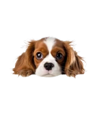 Kahverengi Beyaz Cavalier King Charles Spaniel Köpek Duvar Sticker'ı thumbnail 2