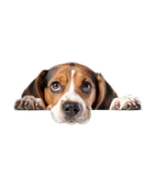 Kahverengi Beyaz Beagle Köpek Duvar Sticker'ı thumbnail 2
