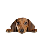 Kahverengi Dachshund (Sosis Köpek) Duvar Sticker'ı thumbnail 2