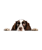 Kahverengi Beyaz Benekli Uzun Tüylü Springer Spaniel Köpek Duvar Sticker'ı thumbnail 2