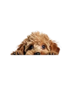 Minyatür Schnauzer Duvar Stickerı - 2