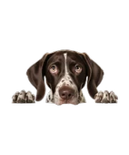 Kahverengi Beyaz Benekli Kısa Tüylü Pointer Köpek Duvar Sticker'ı thumbnail 2