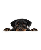 Kahverengi Kaniş Duvar Stickerı thumbnail 2