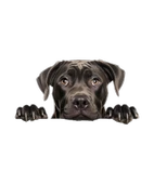 Siyah Cane Corso Köpek Duvar Sticker'ı thumbnail 2