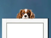 Kahverengi Beyaz Cavalier King Charles Spaniel Köpek Duvar Sticker'ı thumbnail 1