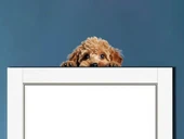 Minyatür Schnauzer Duvar Stickerı - 1