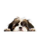 Kahverengi Beyaz Shih Tzu Köpek Duvar Sticker'ı thumbnail 2