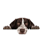 Kahverengi Beyaz Benekli Kısa Tüylü Pointer Köpek Duvar Sticker'ı thumbnail 2