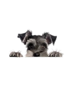 Siyah ve Bronz Köpek Duvar Stickerı thumbnail 2