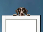 Kahverengi Beyaz Benekli Kısa Tüylü Pointer Köpek Duvar Sticker'ı thumbnail 1