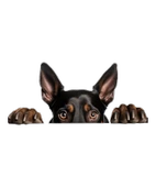 Yorkshire Terrier Duvar Stickerı thumbnail 2