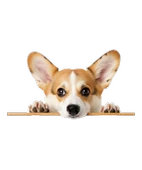 Rottweiler Yavrusu Duvar Stickerı thumbnail 2