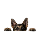 Alman Kurdu Köpek Duvar Sticker'ı thumbnail 2
