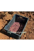 antepistachios Kuru Kırmızı Çiğ En Lezzetli Antep Fıstığı 250 gram Eylül 2024 Taze Mahsül Üreticisinden - 4