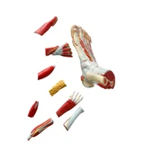 Detaylı Ayak Maketi Model 53 - 4